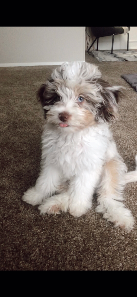 Small Mini Aussiedoodle Pup in Toledo OH