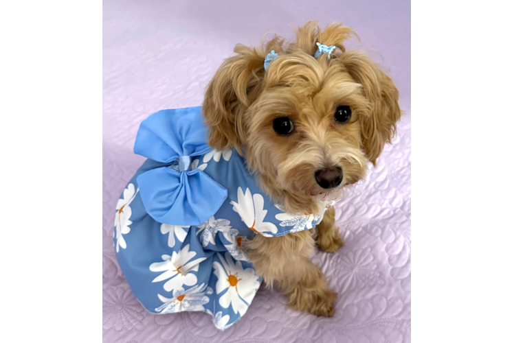 Energetic Maltese Poodle Poodle Mix Puppy