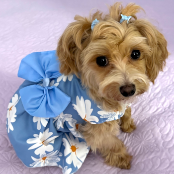 Playful Maltepoo Poodle Mix Pup