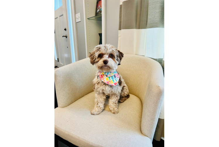 Fluffy Havapoo Poodle Mix Pup