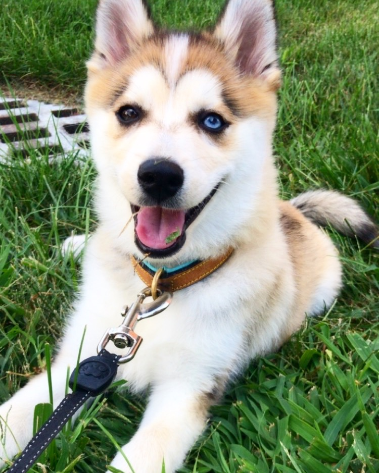 Friendly Pomsky Baby