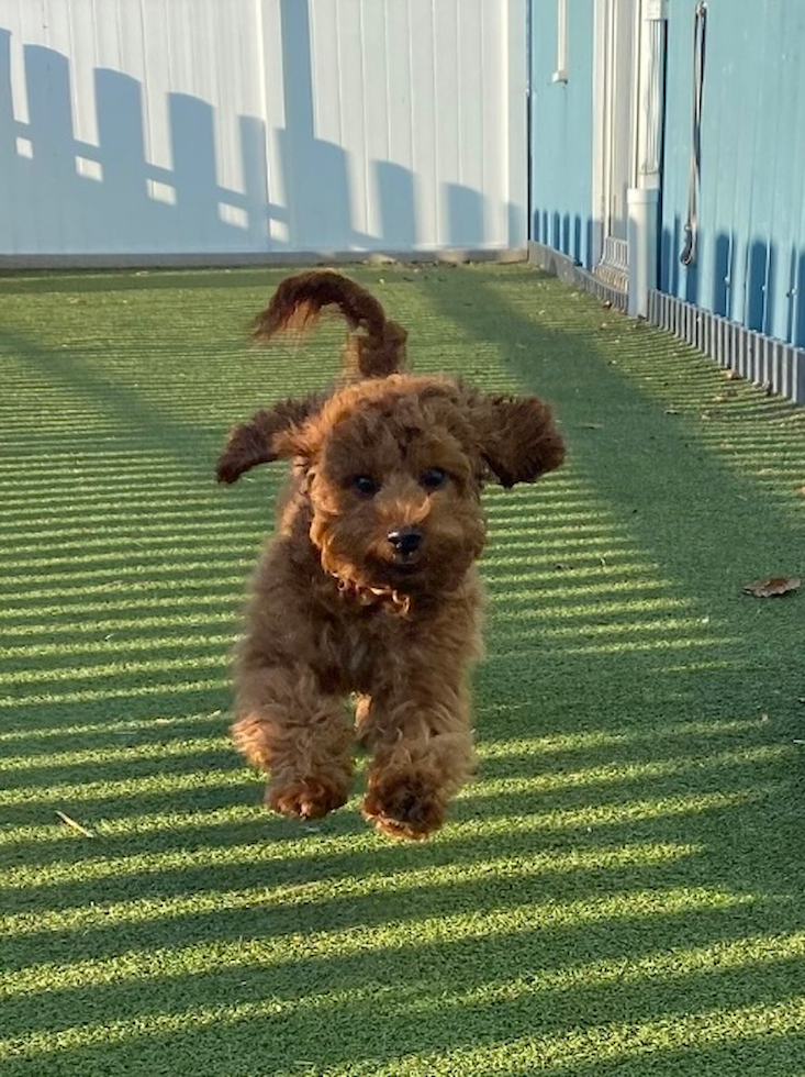 Friendly Cavapoo Pup