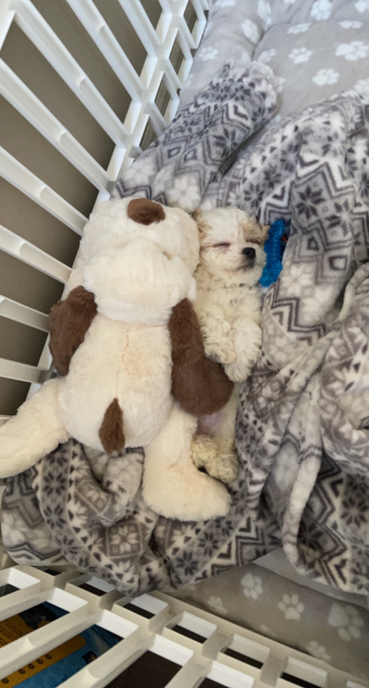 Rochester Hills Poochon Pup