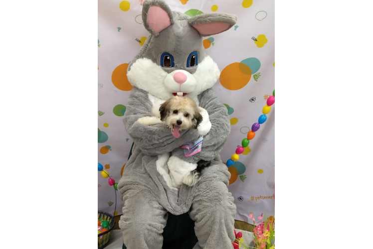 Havanese Puppy for Adoption