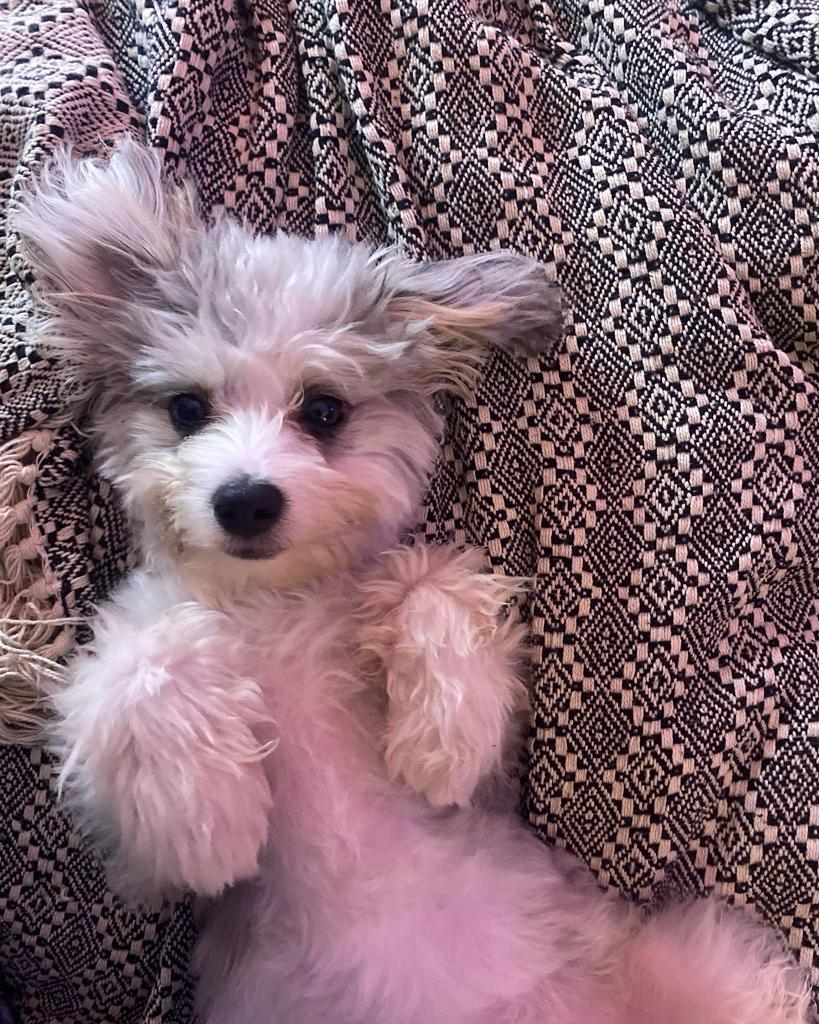 Aussiechon Pup Being Cute