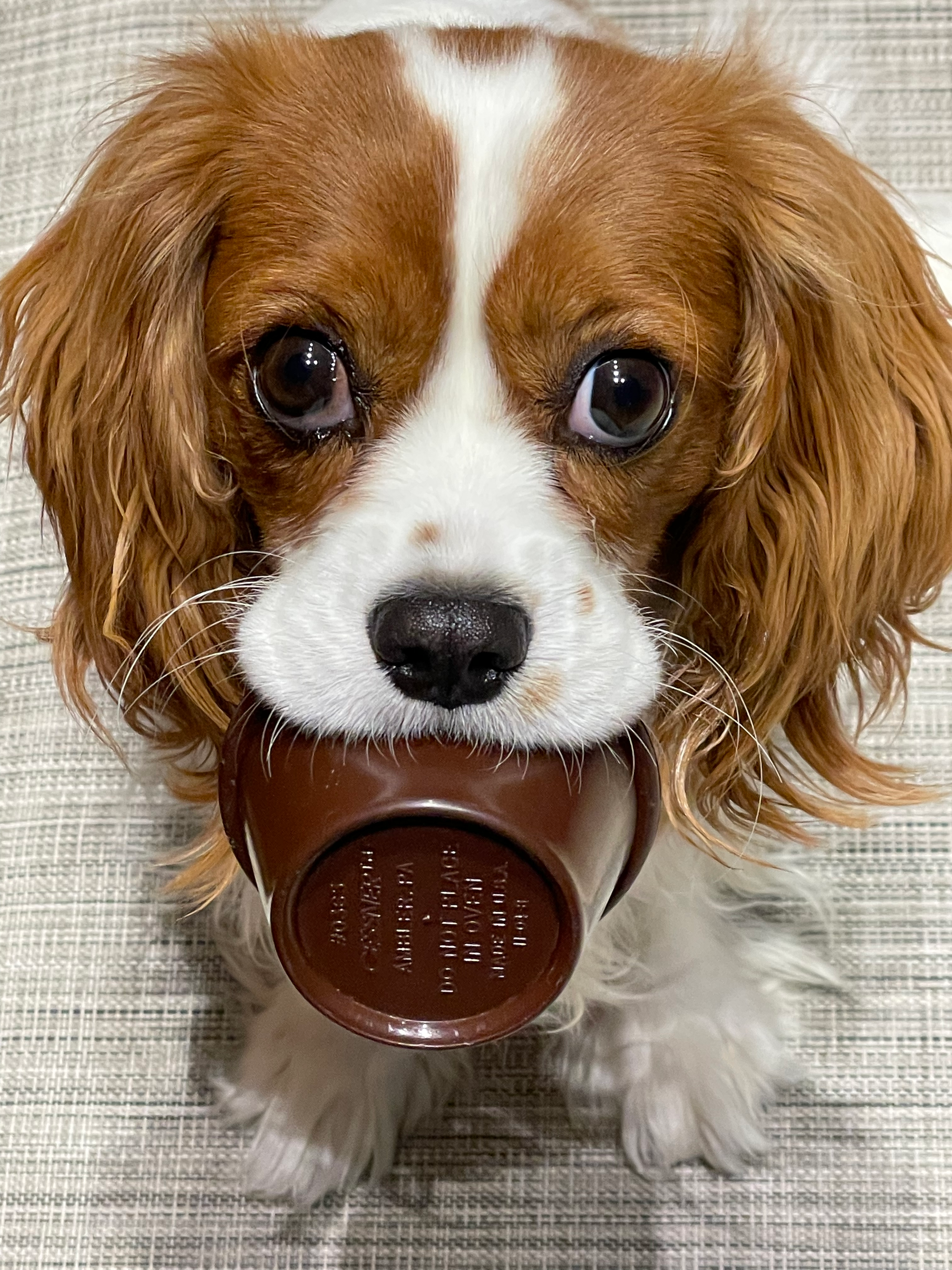 Little Cavalier King Charles Spaniel Baby