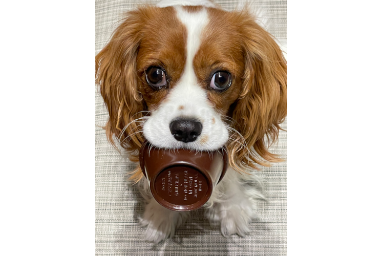 Little Cavalier King Charles Spaniel Baby