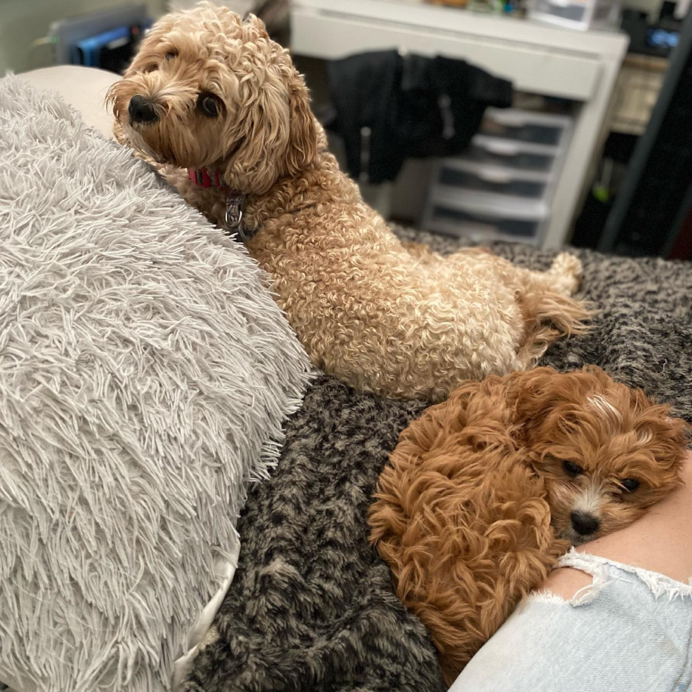 Energetic Cavoodle Poodle Mix Pup