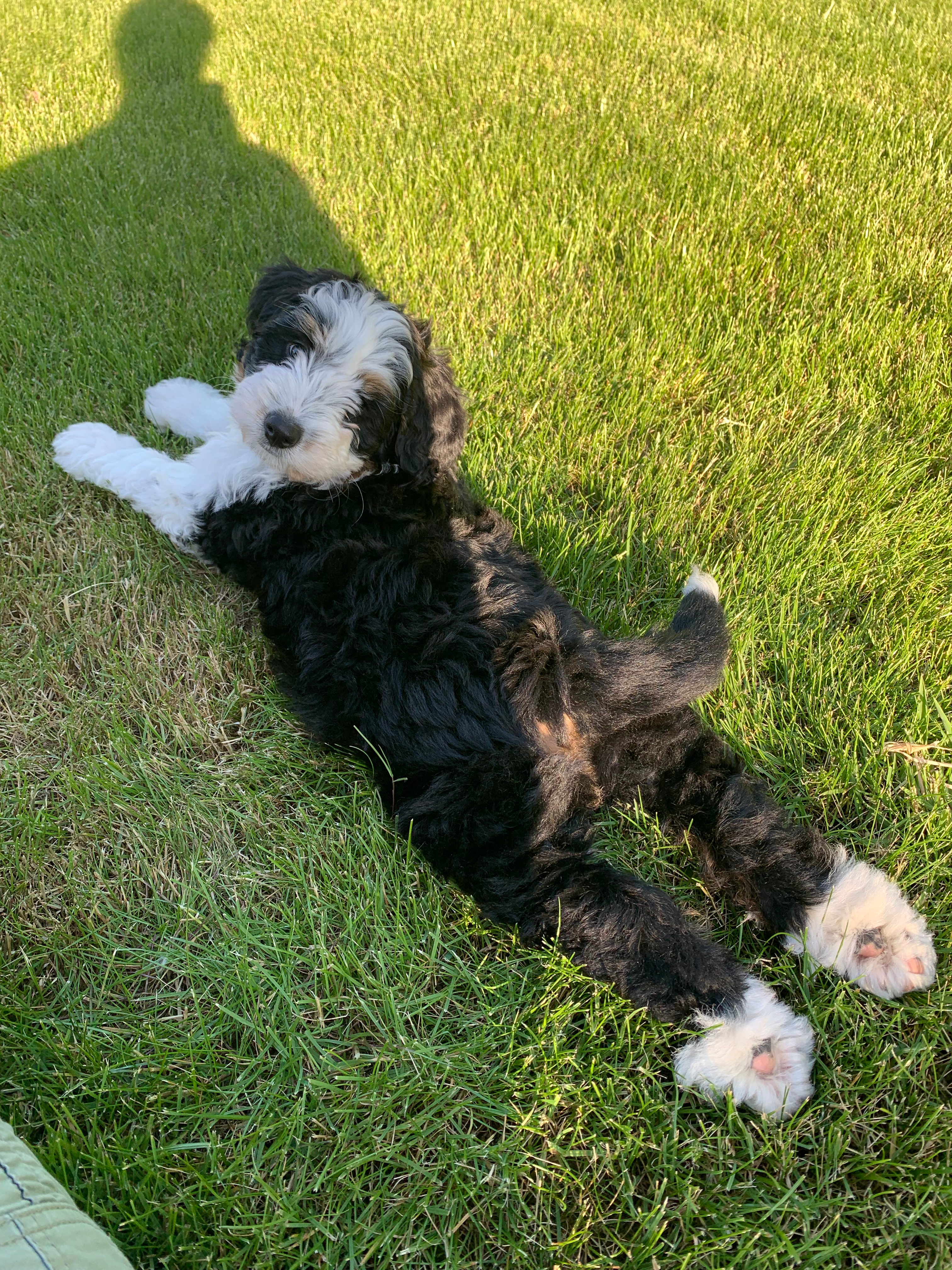 Mini Bernedoodle Pup Being Cute