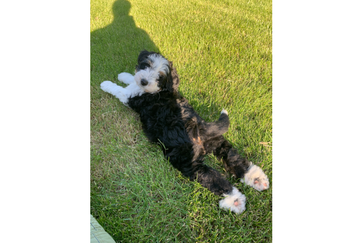 Mini Bernedoodle Pup Being Cute