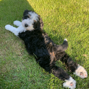 Little Mini Berniedoodle Poodle Mix Pup