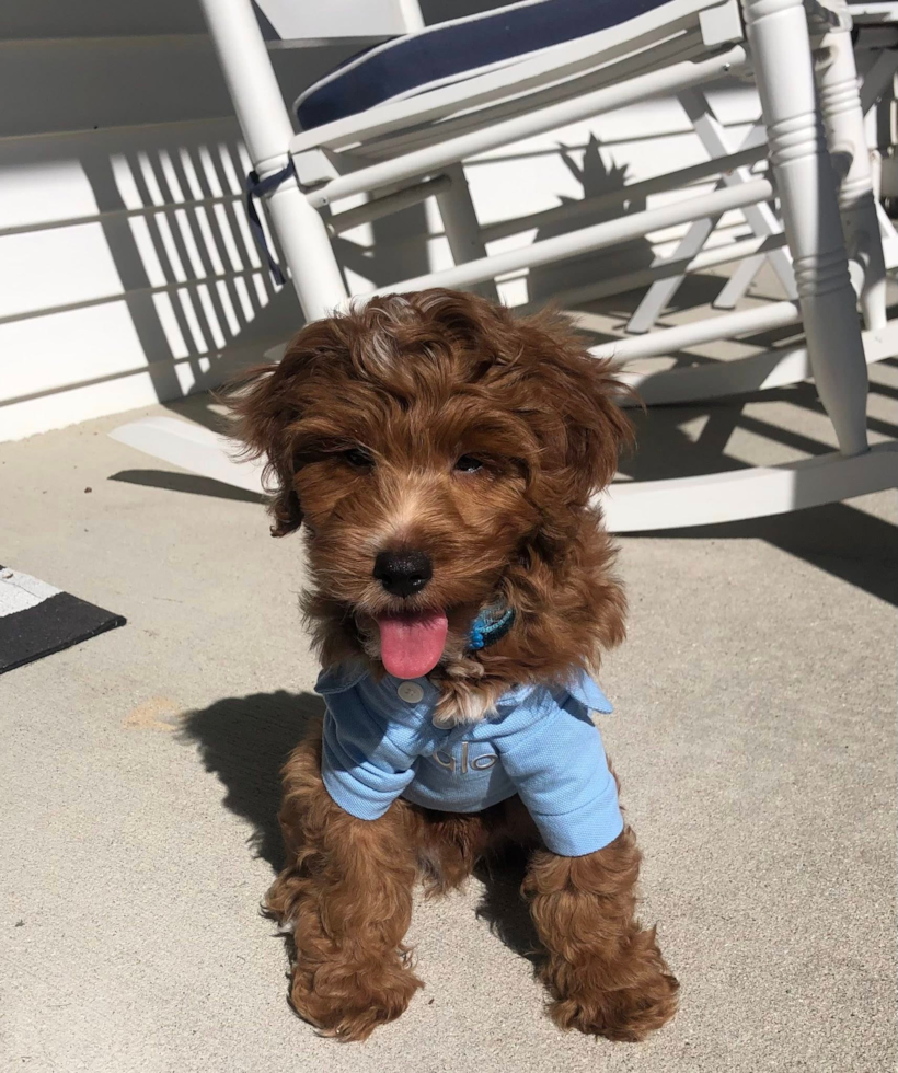 Petite Mini Irish Doodle Poodle Mix Pup