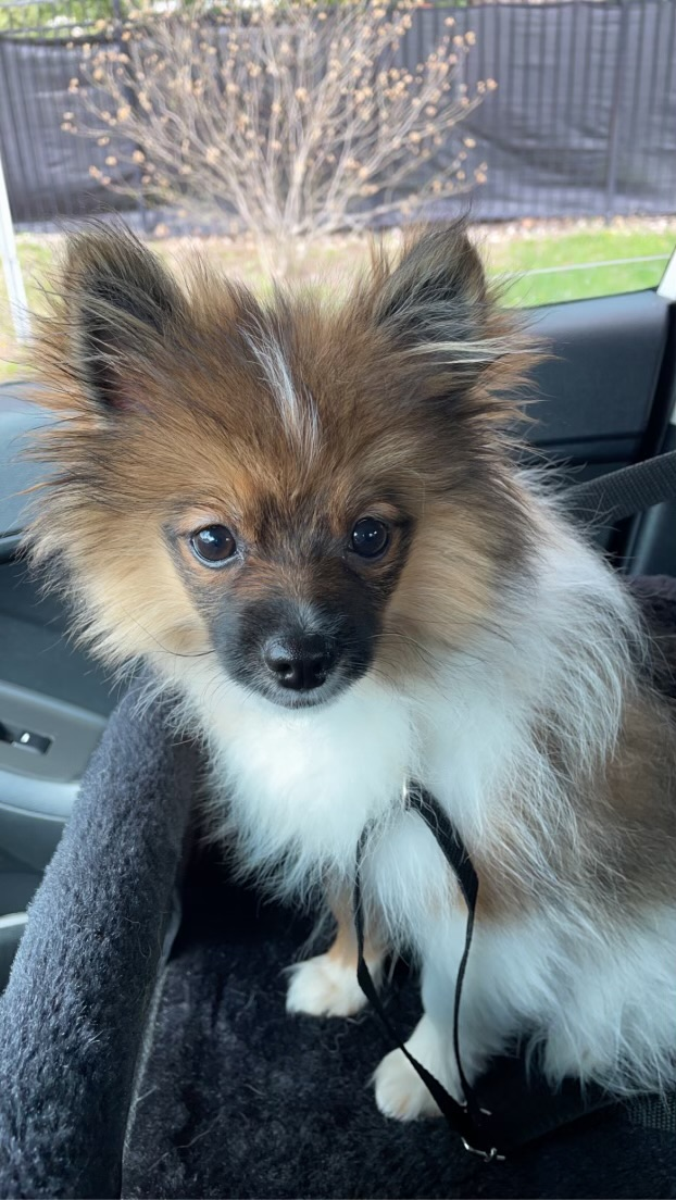 Pomeranian Pup Being Cute