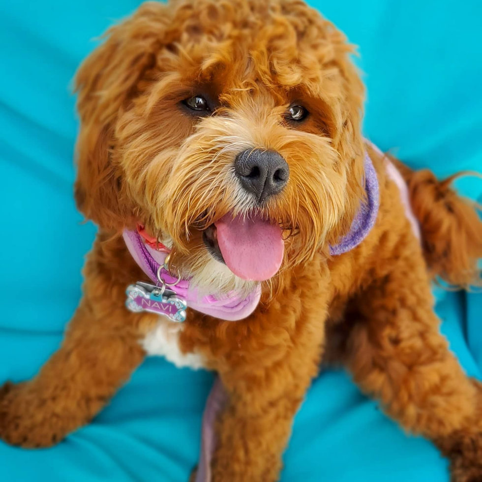 Funny Cavapoo Poodle Mix Pup
