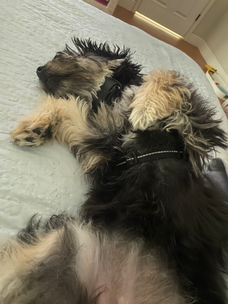 Small Mini Aussiedoodle Pup in