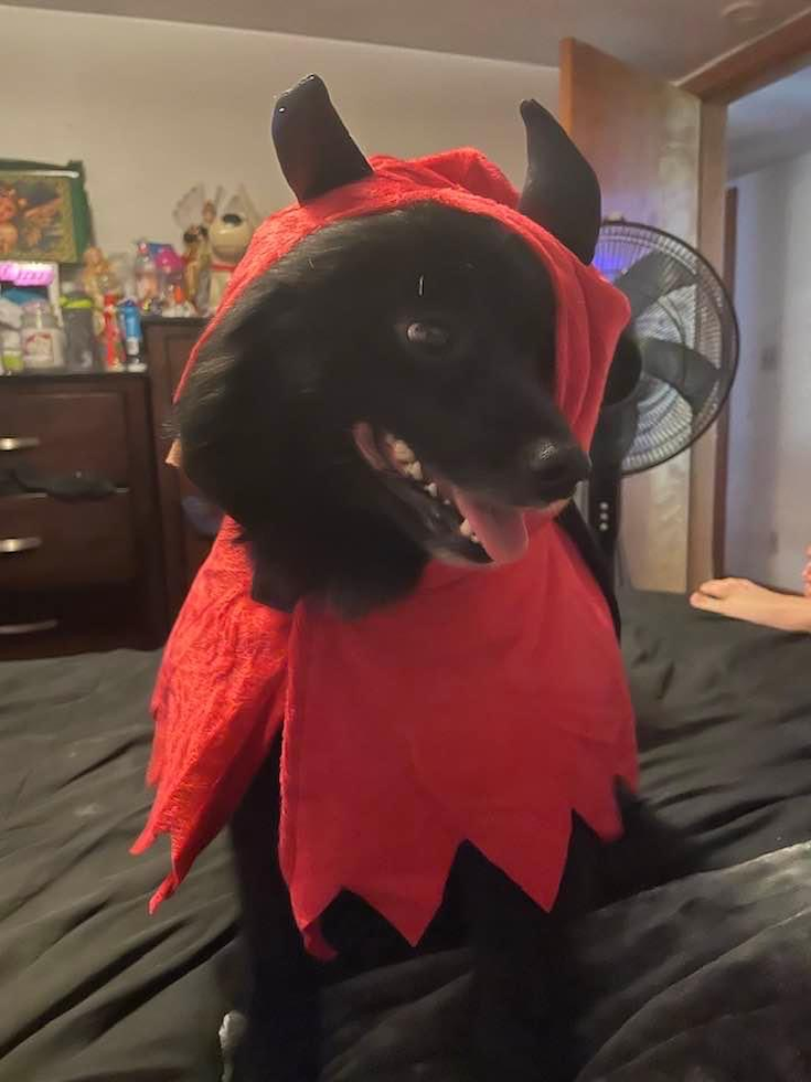 Pomeranian Being Cute