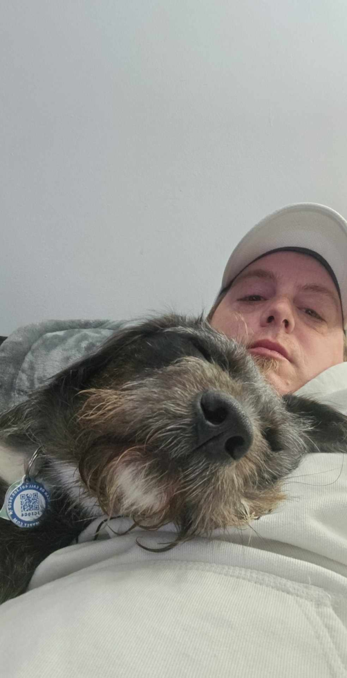 Mini Labradoodle Being Cute