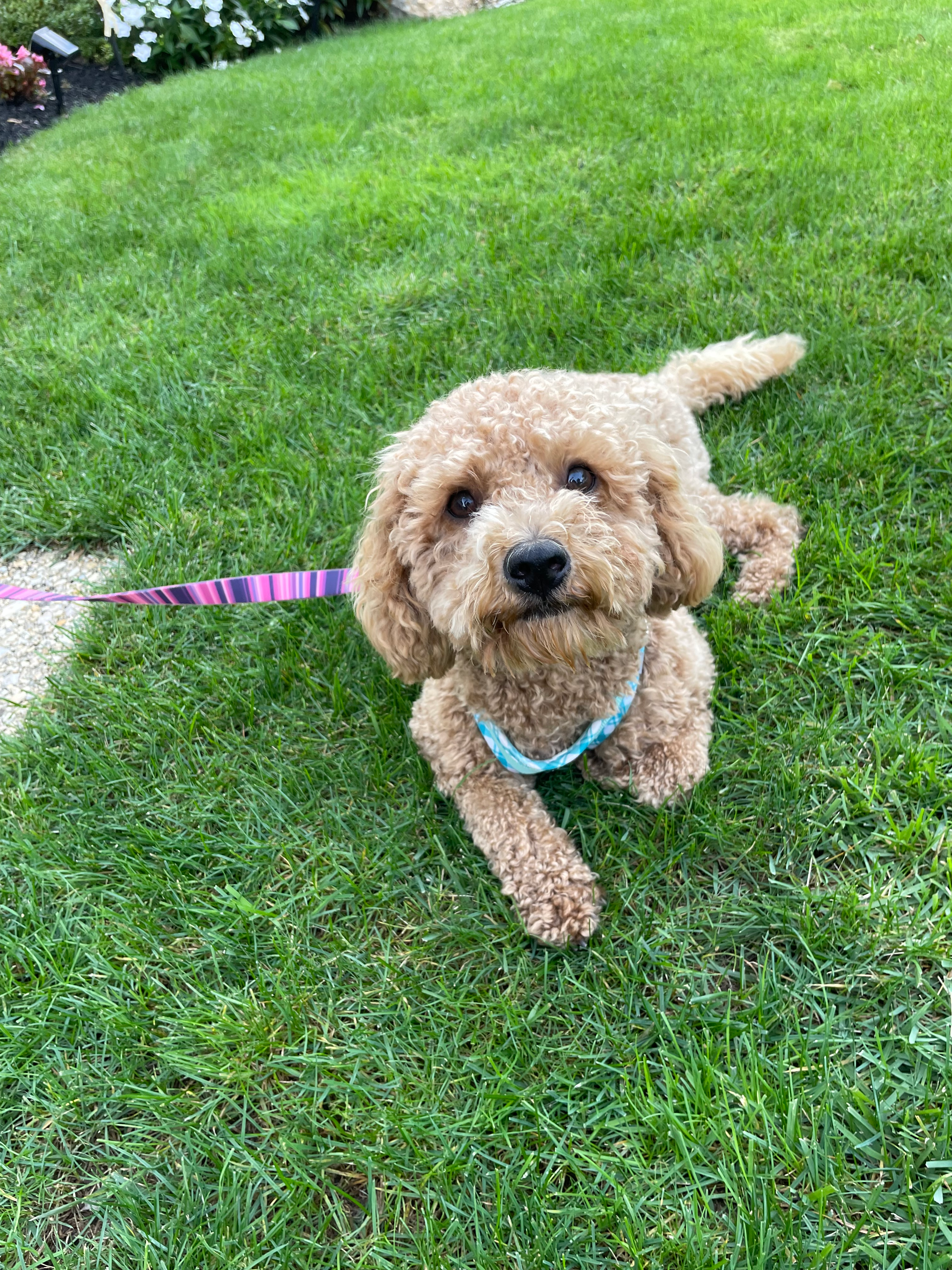 Petite Cavapoo Poodle Mix Pup