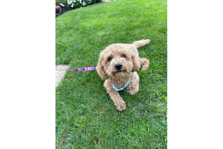 Petite Cavapoo Poodle Mix Pup