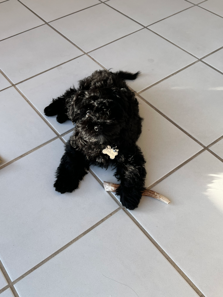 Smart Havapoo Poodle Mix Pup
