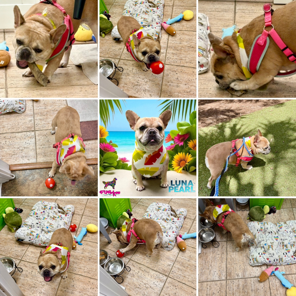 Energetic Frenchie Purebred Pup