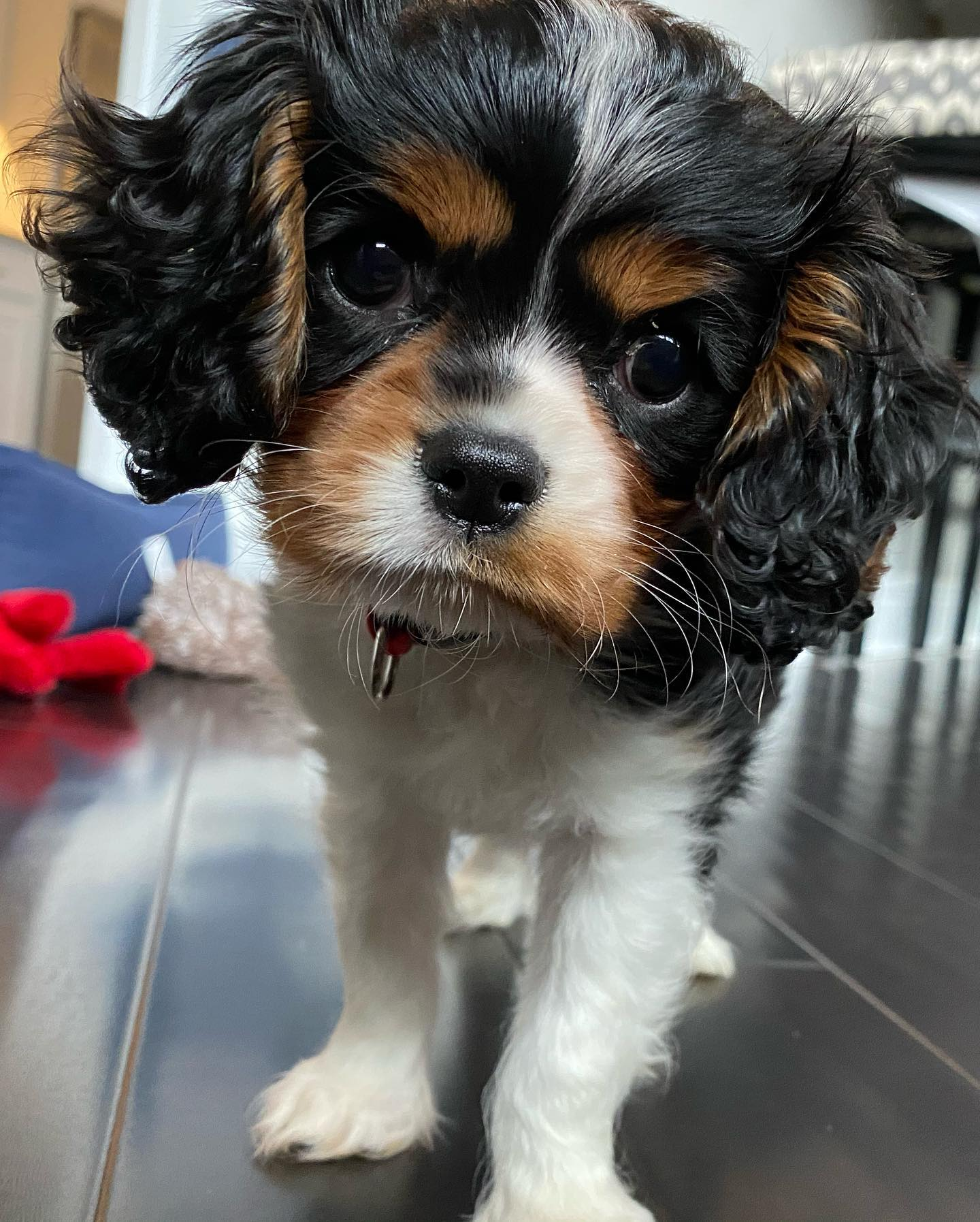 Cavalier King Charles Spaniel Pup Being Cute