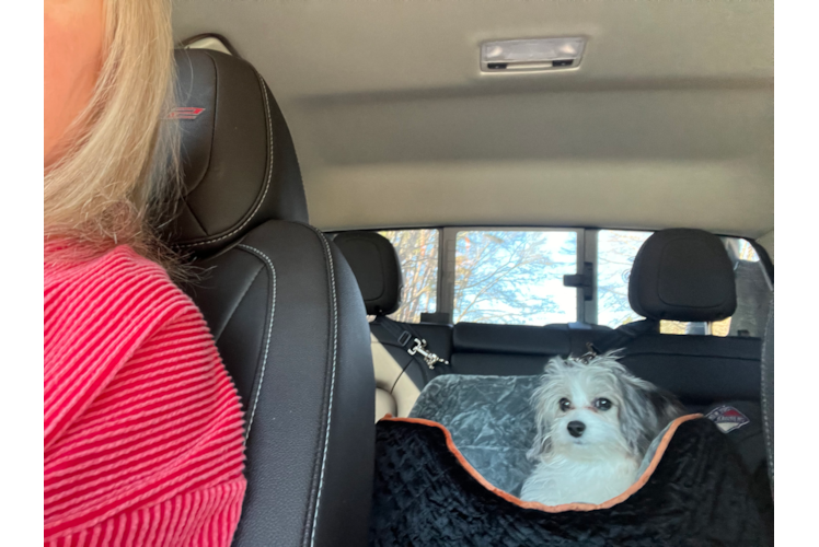 Small Aussiechon Baby