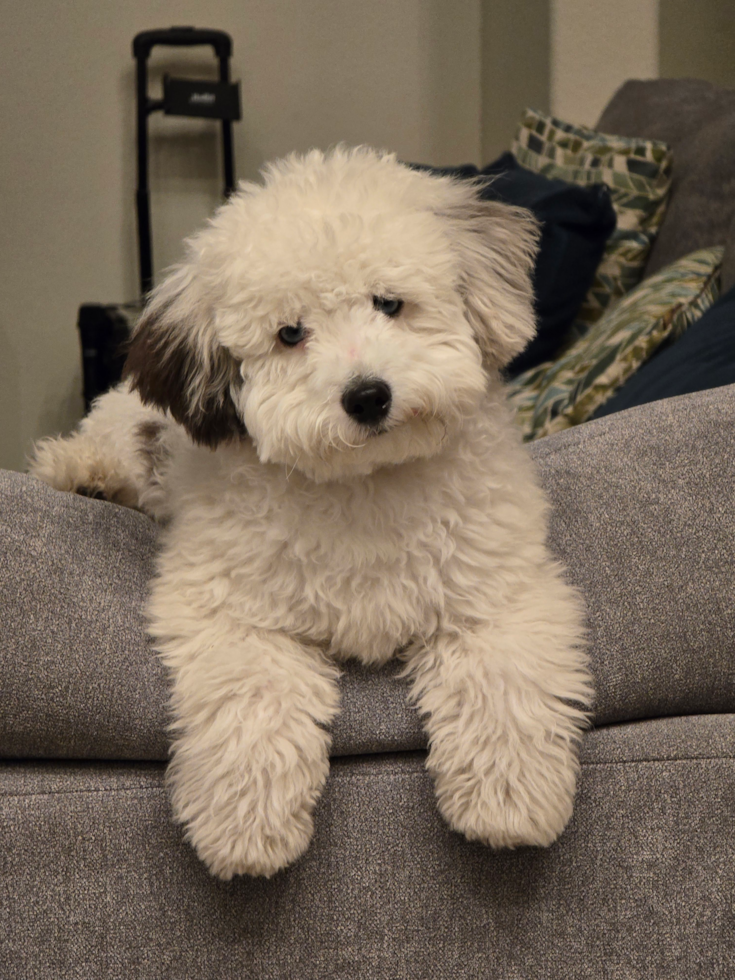 Funny Havapoo Poodle Mix Pup