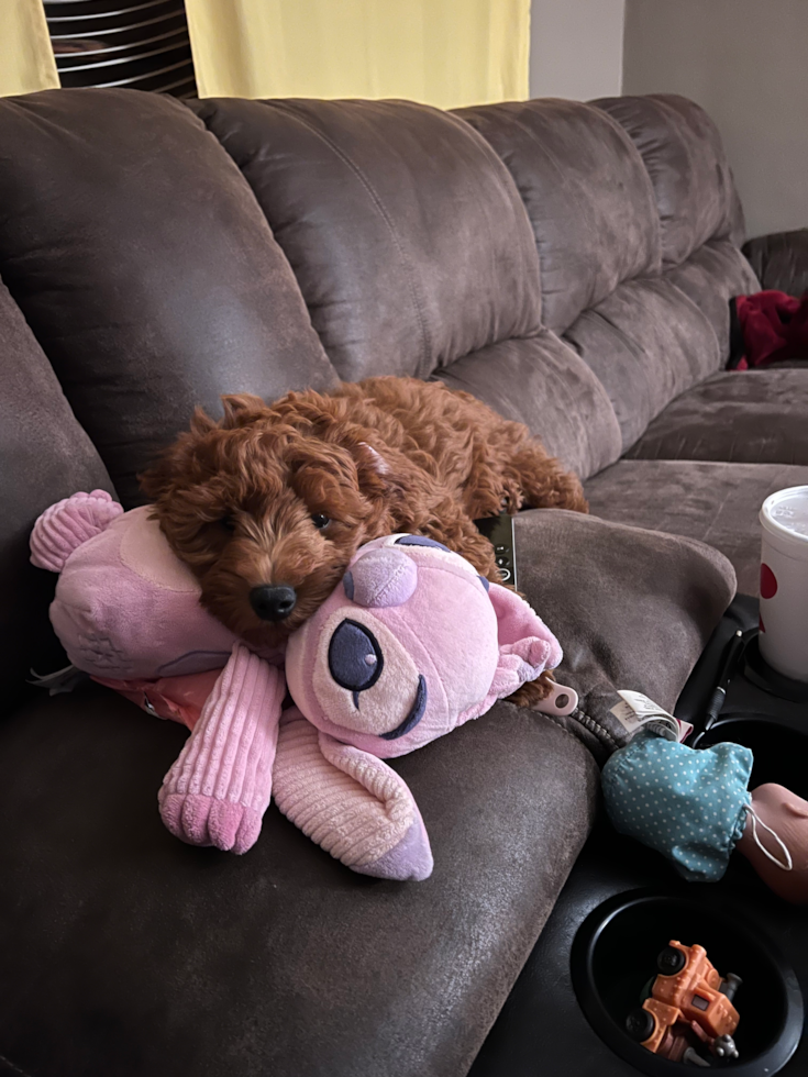 Mini Goldendoodle Being Cute