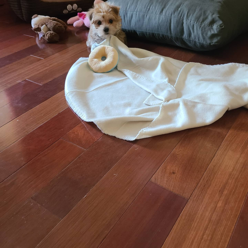 Friendly Morkie Pup