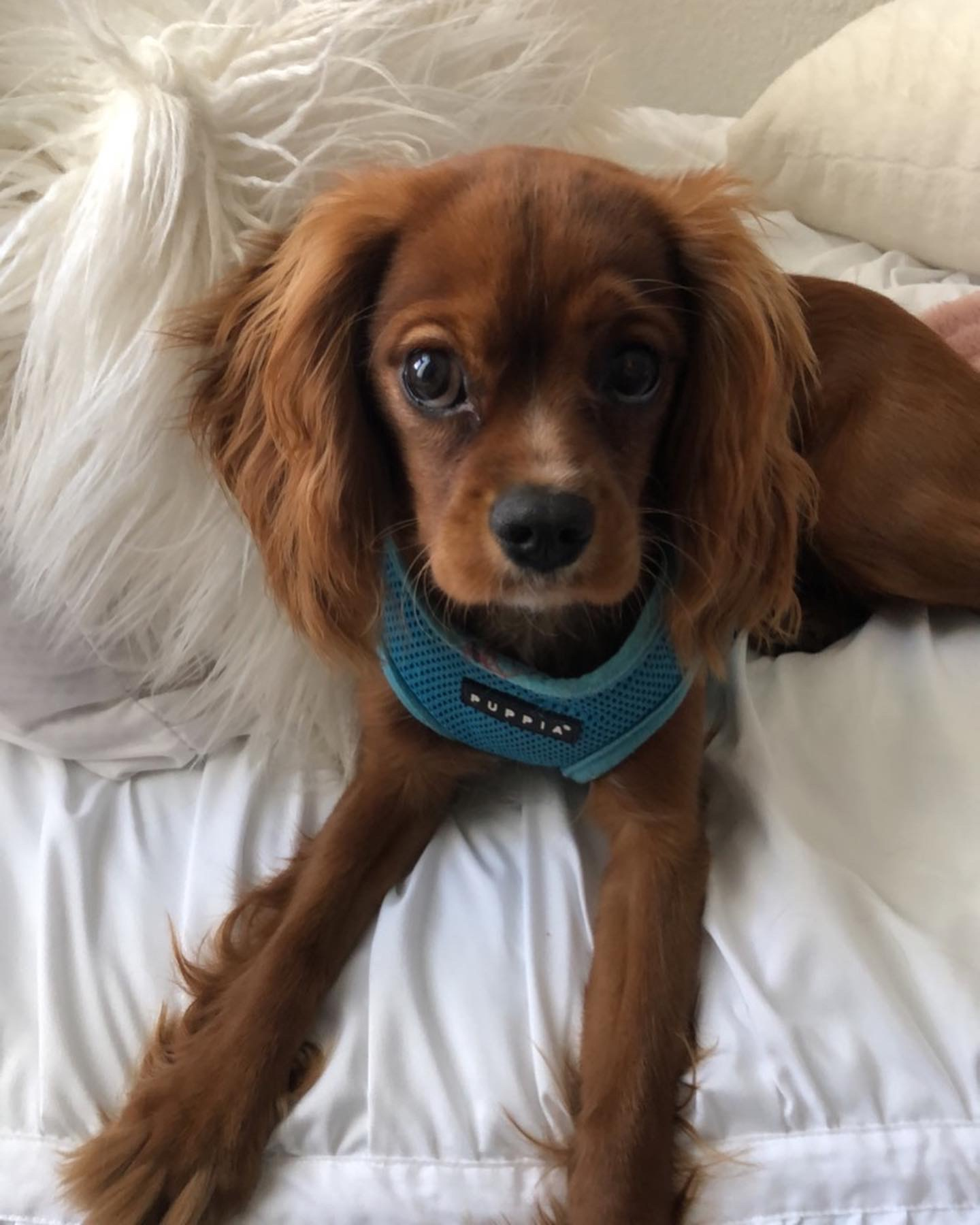 Little Cavalier King Charles Spaniel Baby