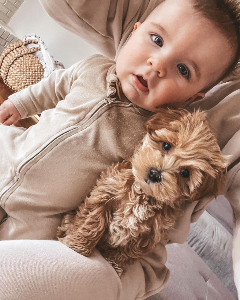 Overland Park Maltipoo Pup