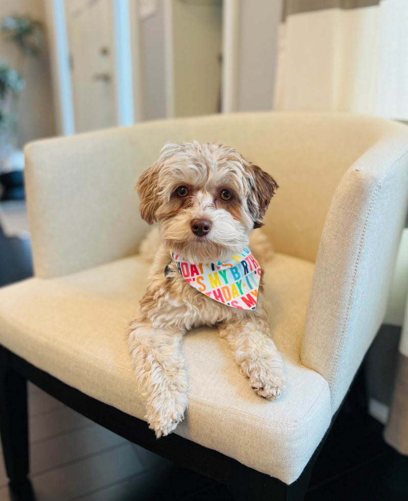 Funny Havapoo Poodle Mix Pup