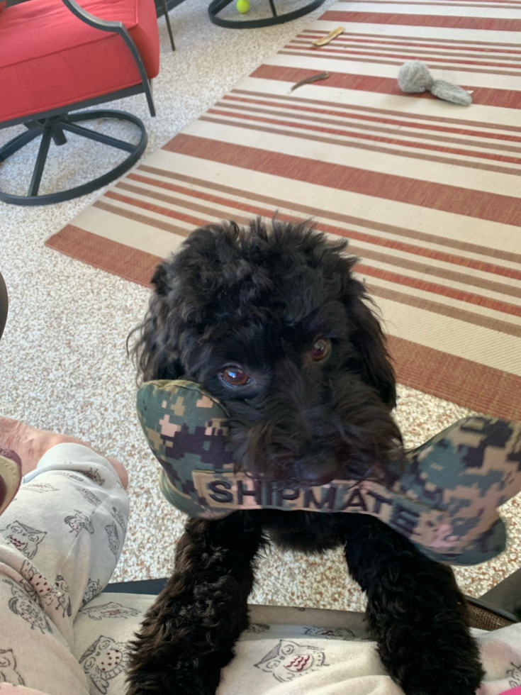 Friendly Havapoo Pup