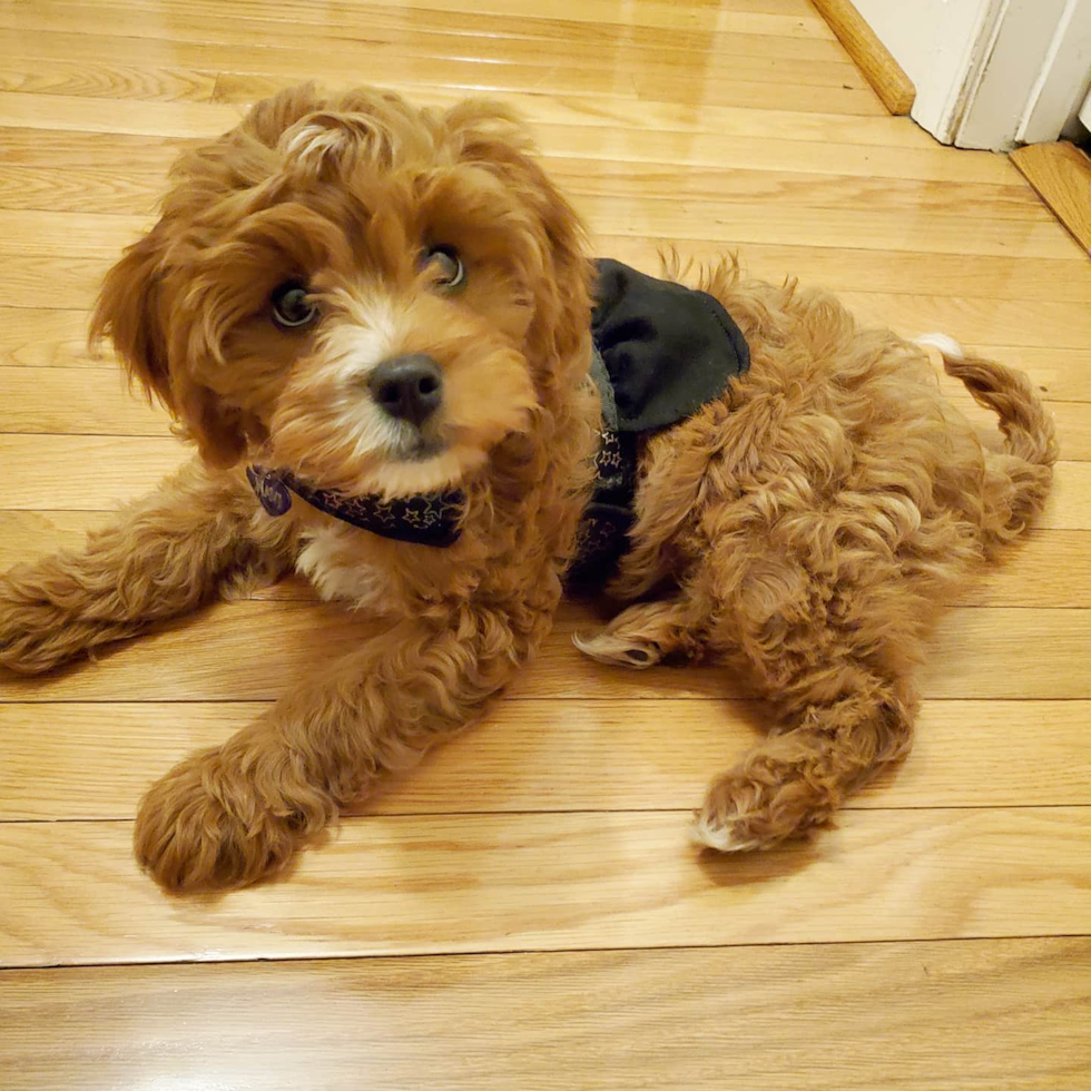 Saint Louis Cavapoo Pup
