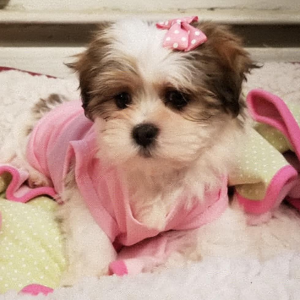 Teddy Bear Puppy for Adoption