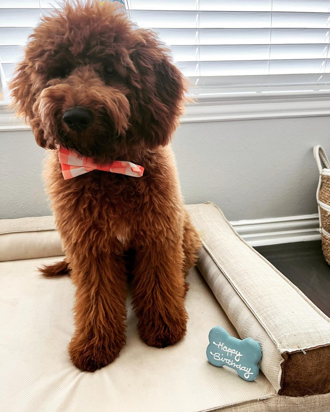 Mini Goldendoodle Pup Being Cute