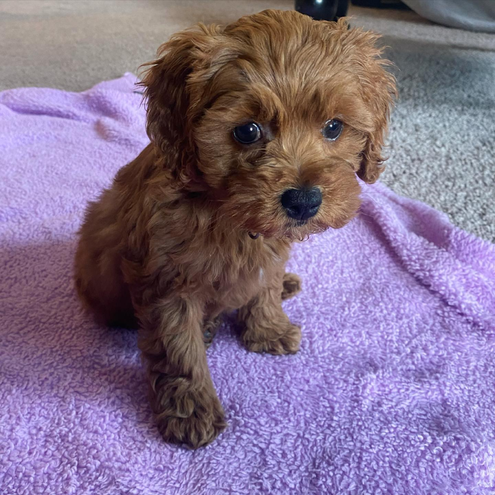 Friendly Cockapoo Pup in Covington KY