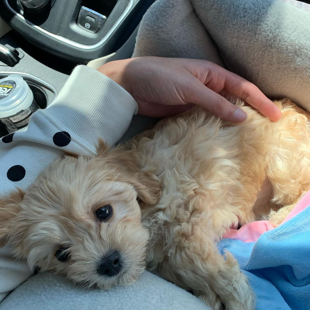 Cavachon Pup Being Cute