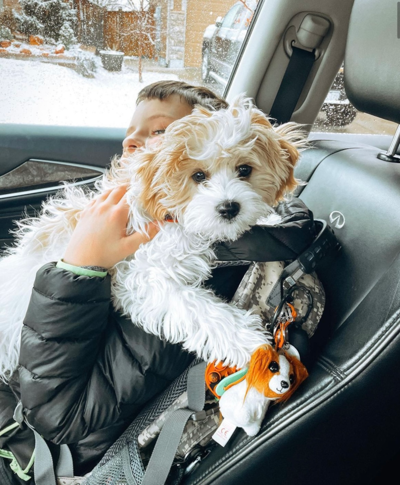 Cavachon Pup