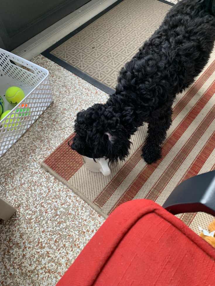 Sweet Havapoo Pup in Greencastle IN