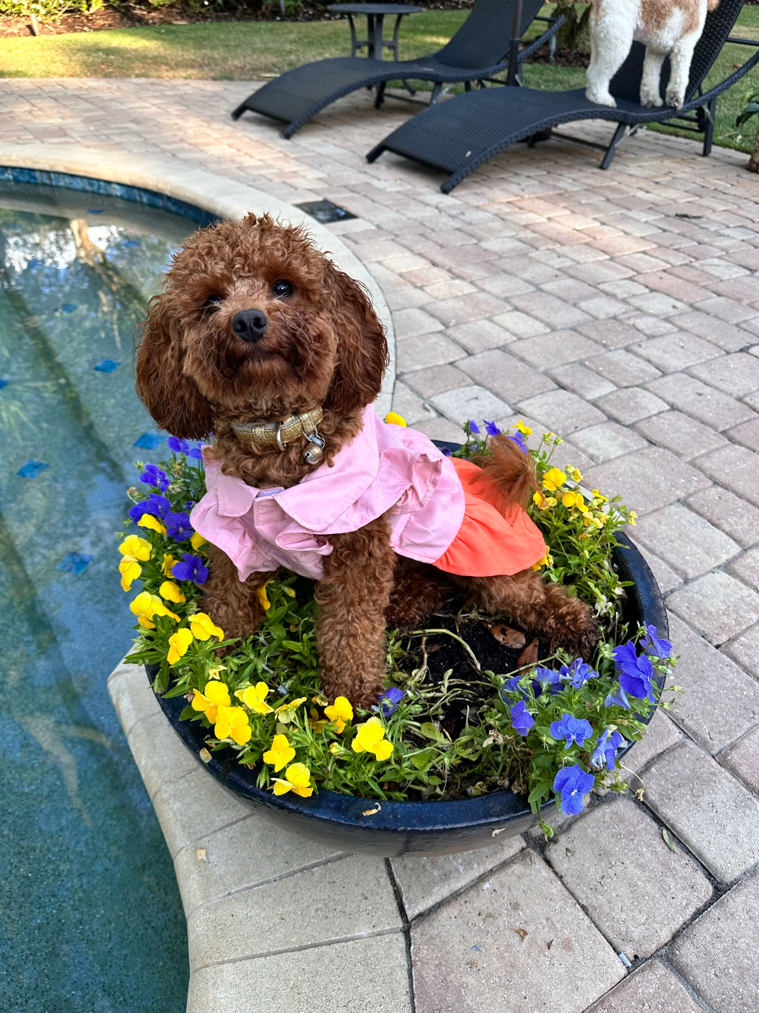 Best Cockapoo Baby