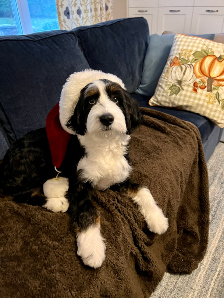 Little Mini Berniedoodle Poodle Mix Pup