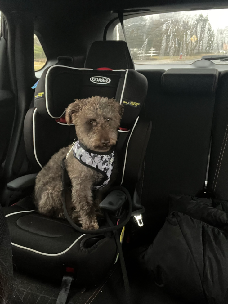 Sweet Mini Labradoodle Pup in