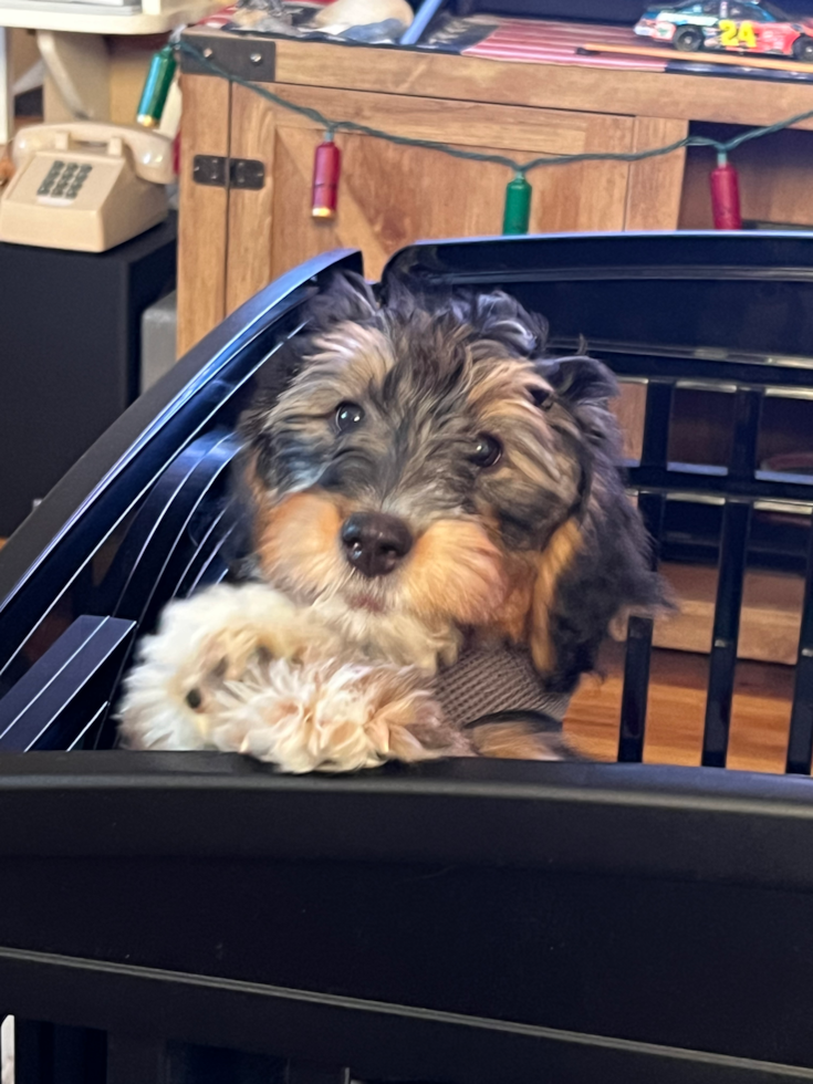 Mini Bernedoodle Being Cute