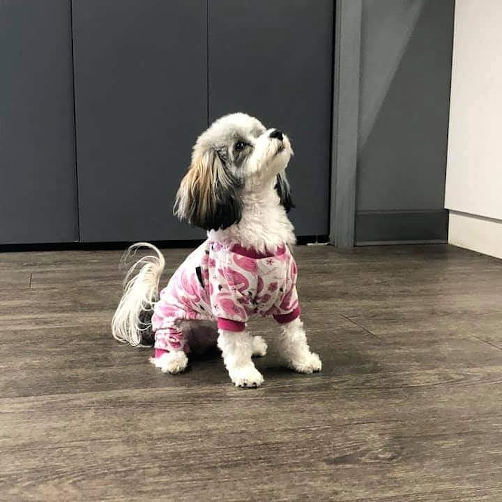 Energetic Havanese Purebred Pup