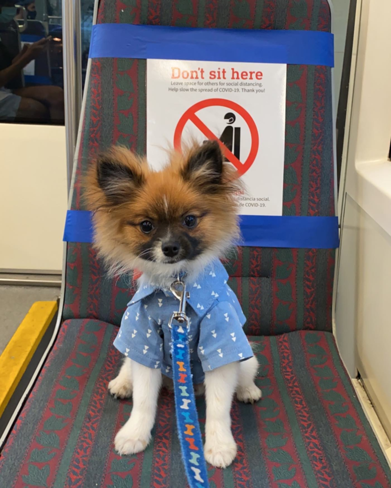 Adorable Pomeranian Pup in Portland OR