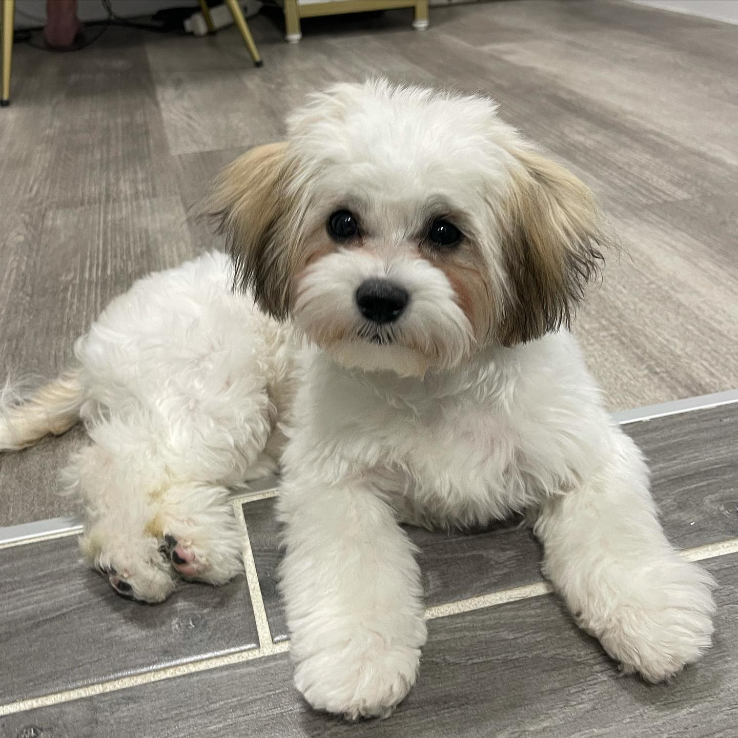 Sweet Teddy Bear Baby