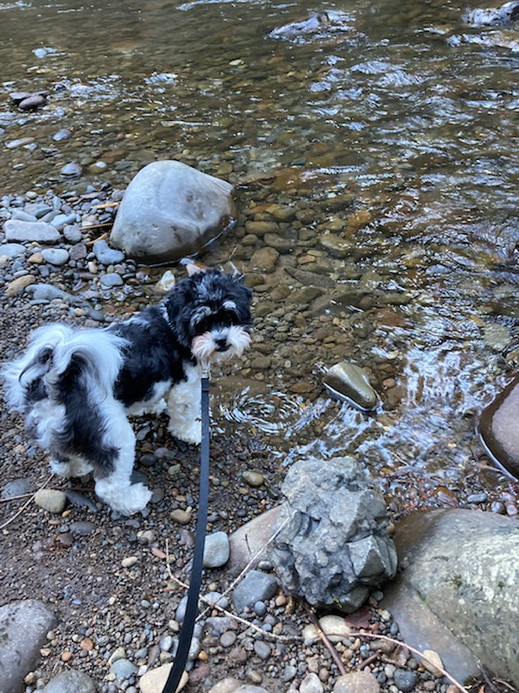 Teddy Bear Being Cute