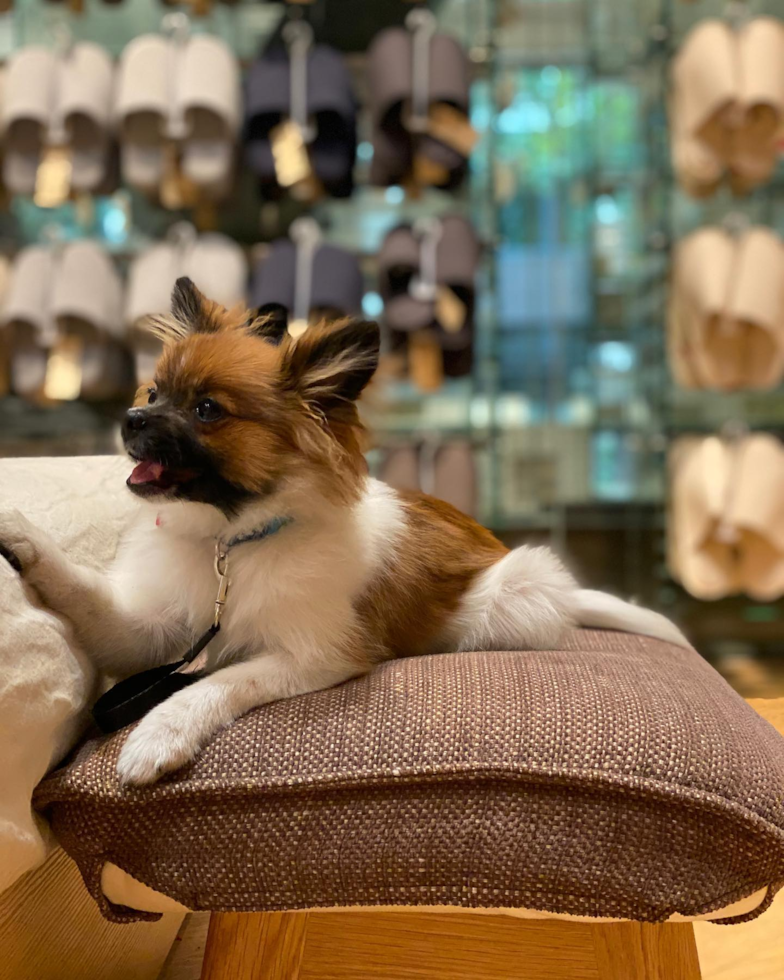 Friendly Pomeranian Purebred Pup